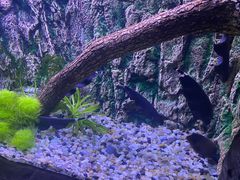 -上海海洋水族馆