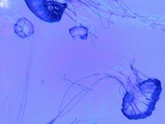 -多彩贵州城极地海洋世界