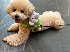 -伟伟宠物医院·CT影像中心·瑞派犬猫综合性门诊(汉口总院)