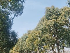 -上海海湾国家森林公园