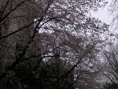 -武汉大学-樱园