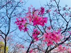 -天适樱花悠乐园