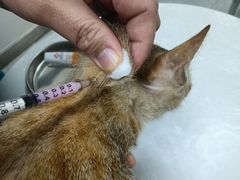 -中农国际动物医院24小时·猫科·骨科·急重症中心