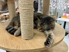 -喵园·猫主题咖啡厅·撸猫·猫咖(国贸店)