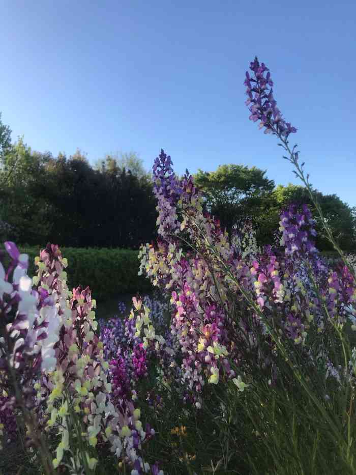 梅小路公园-"见到了动漫里才有的茜色夕阳,非常漂亮.不.