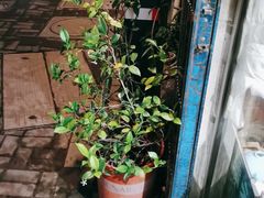 -暮晚尘香汉服旗袍