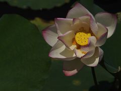 -映月湖公园