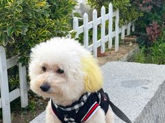 -龙坞茶村