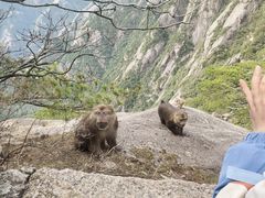-黄山风景区