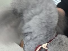 -心仪动物医院·牙专科·肿瘤·心脏科(西客站院)