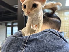 -十年猫舍·猫咪专门店(普陀店)