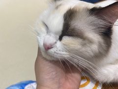 -藏猫猫咖啡主题馆(中央大道店)