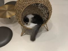 -飞行喵MR PILOT|猫舍·猫咖(静安大融城店)