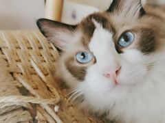 -喵屿·大理花园猫咖