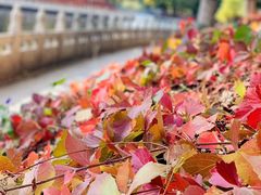 -南长河公园