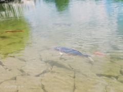 景点-蝴蝶泉公园
