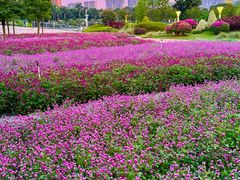 -文华公园(禅城区)