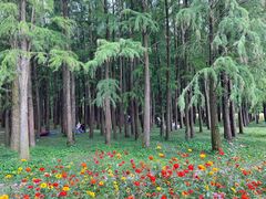 -上海共青森林公园