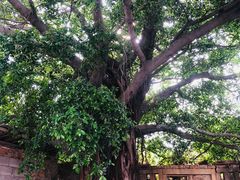 -蔡氏古民居建筑群