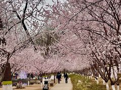 -桃花堤公园