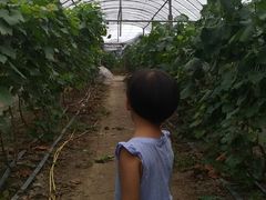 -马陆小张葡萄园农家乐