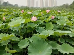 -前关湿地公园