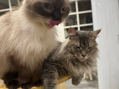 -楼上猫咖(罗湖店)