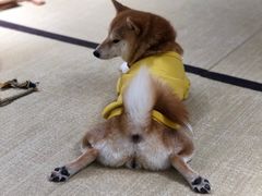 -逗柴咖啡屋·狗咖猫咖宠物桌游
