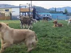 -趣玩宠物乐园寄养训犬训狗游泳池