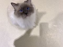 -藏猫猫咖啡主题馆(中央大道店)