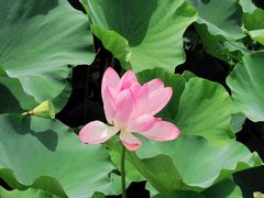 -荷塘月色湿地公园·向阳花洲