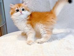 -猫十亿·布偶金渐层·曼基康矮脚猫舍(青年路店)