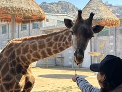-西霞口神雕山野生动物世界