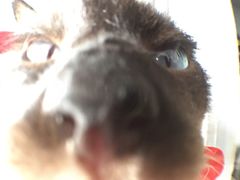 -萌喵宠狗爱心宠咖