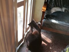 -猫色咖啡·猫咖