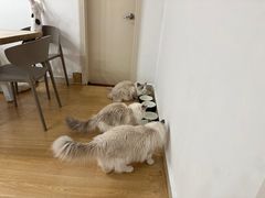 -有喵·猫咖·狗咖·30几只猫10只小狗(岗厦店)