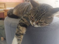 -喵屿·大理花园猫咖