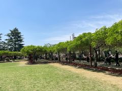 -嘉定紫藤园