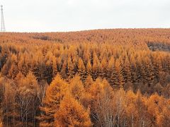 -塞罕坝国家级自然保护区