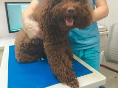 -博特宠物医院24h犬猫全科.骨科·异宠
