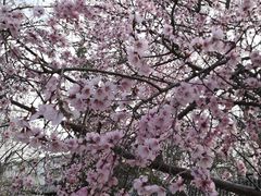 -桃花堤公园