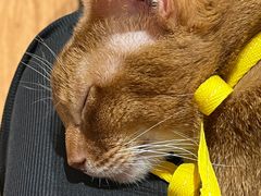 -MOCHA明星猫咖(田子坊店)