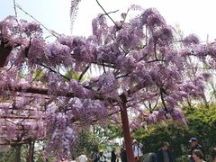 -嘉定紫藤园