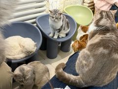 -平行世界·猫咖(首经贸店)