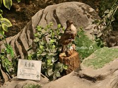 -中山市树木园