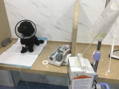 -伟伟宠物医院·CT影像中心·瑞派犬猫综合性门诊(汉口总院)