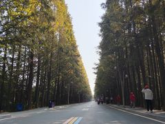 -日照海滨国家森林公园