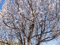-桃花堤公园
