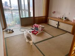 -猫在这儿猫咪咖啡馆·撸猫馆