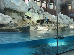 -帝企鹅自助餐厅•儿童岛•真企鹅(长隆企鹅酒店)